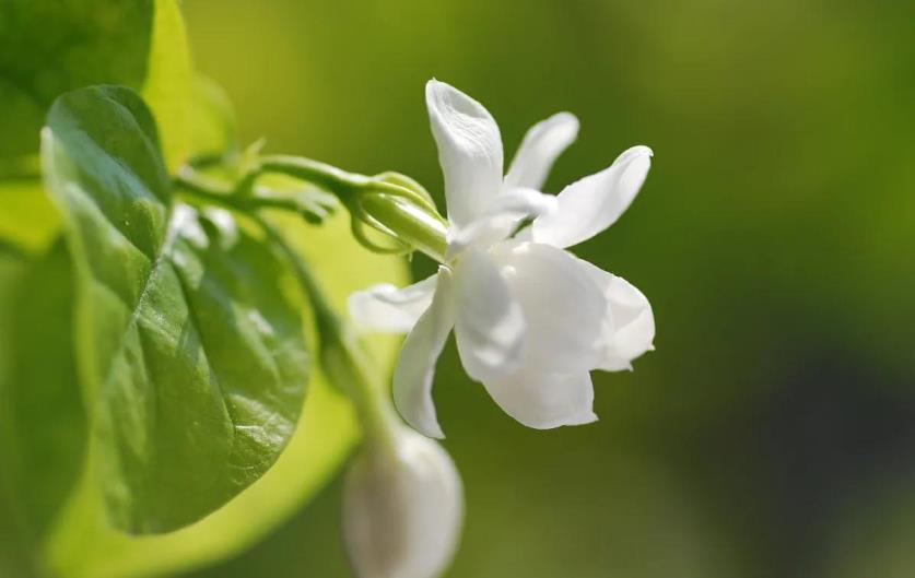 茉莉花适合室内养吗，种植茉莉的方法介绍