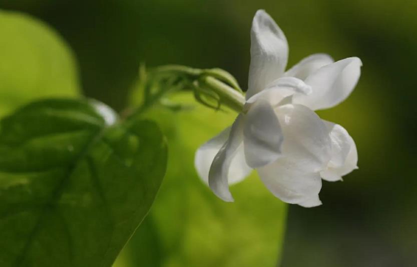 茉莉花适合室内养吗，种植茉莉的方法介绍