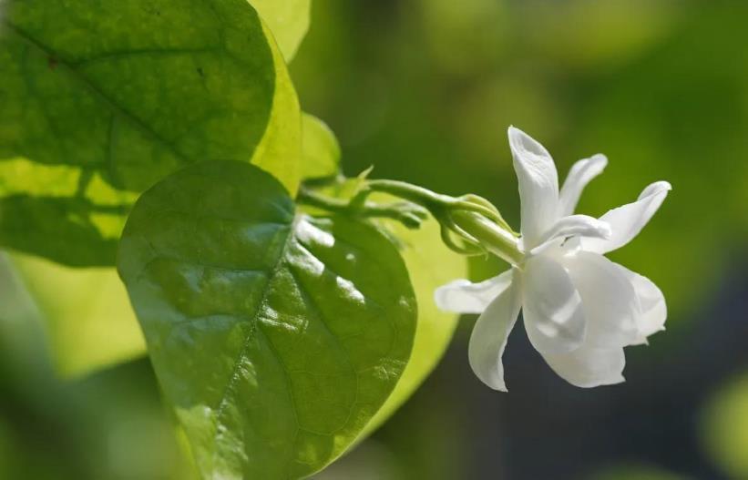 茉莉花适合室内养吗，种植茉莉的方法介绍