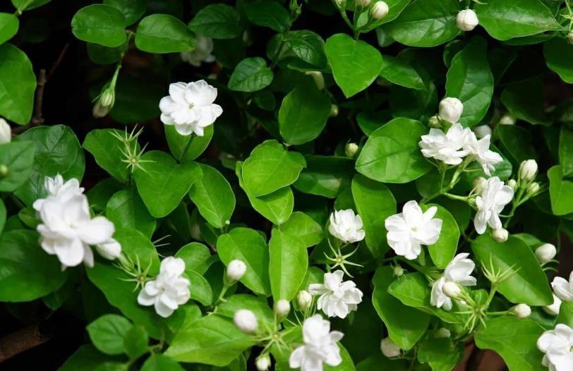 茉莉花适合室内养吗，种植茉莉的方法介绍