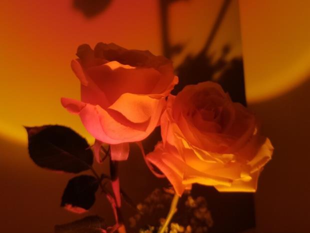 玫瑰花戴安娜花语是什么，戴安娜玫瑰寓意和象征