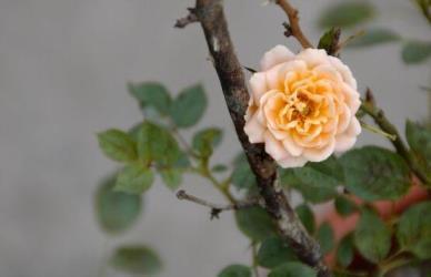 蔷薇花期有多长时间，关于蔷薇花特征描写