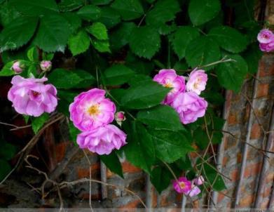 蔷薇花期有多长时间，关于蔷薇花特征描写