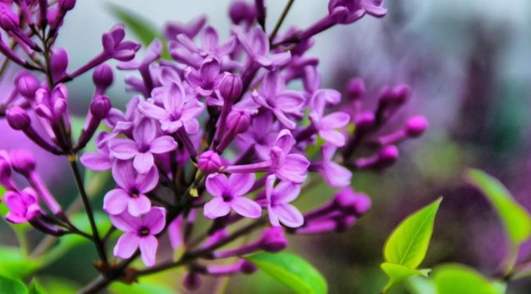 丁香花的寓意和象征，了解丁香花的含义