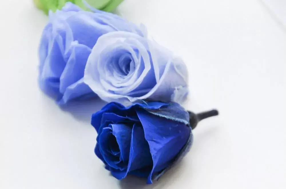 玫瑰花语是什么意思，不同颜色玫瑰花的寓意
