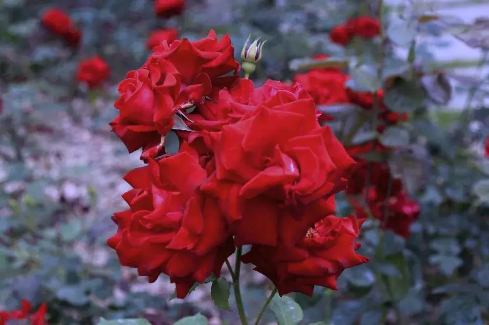 玫瑰花语是什么意思，不同颜色玫瑰花的寓意