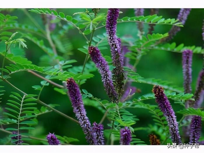 紫穗槐苗7月份能种吗，详解紫穗槐种植技术