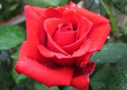 玫瑰花的养殖方法和注意事项盆栽，养护玫瑰的窍门
