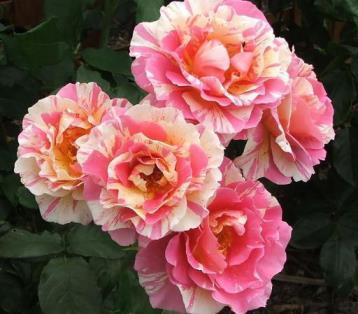 玫瑰花的养殖方法和注意事项盆栽，养护玫瑰的窍门