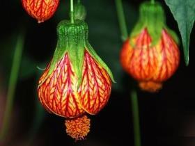 灯笼花冬季如何养护，详解灯笼花的养殖方法