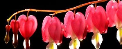 灯笼花冬季如何养护，详解灯笼花的养殖方法