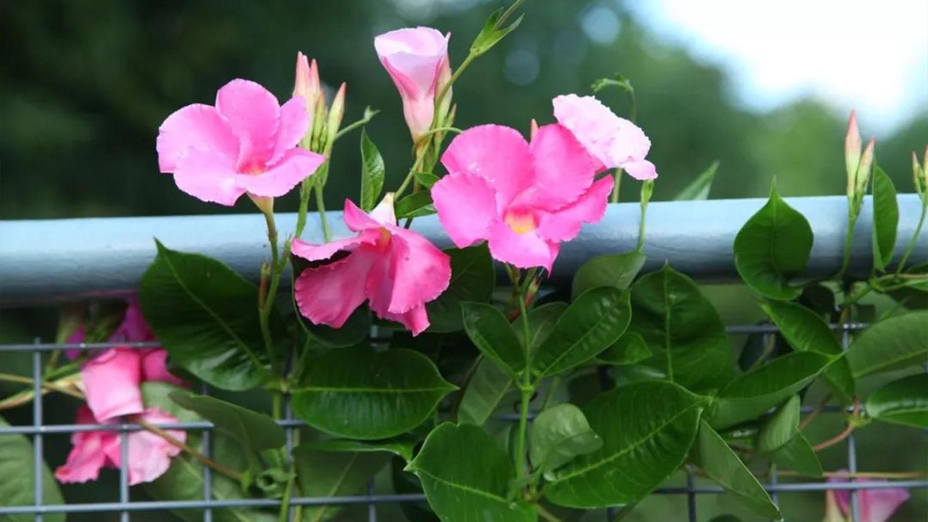 飘香藤什么时候开花，关于飘香藤花期养护