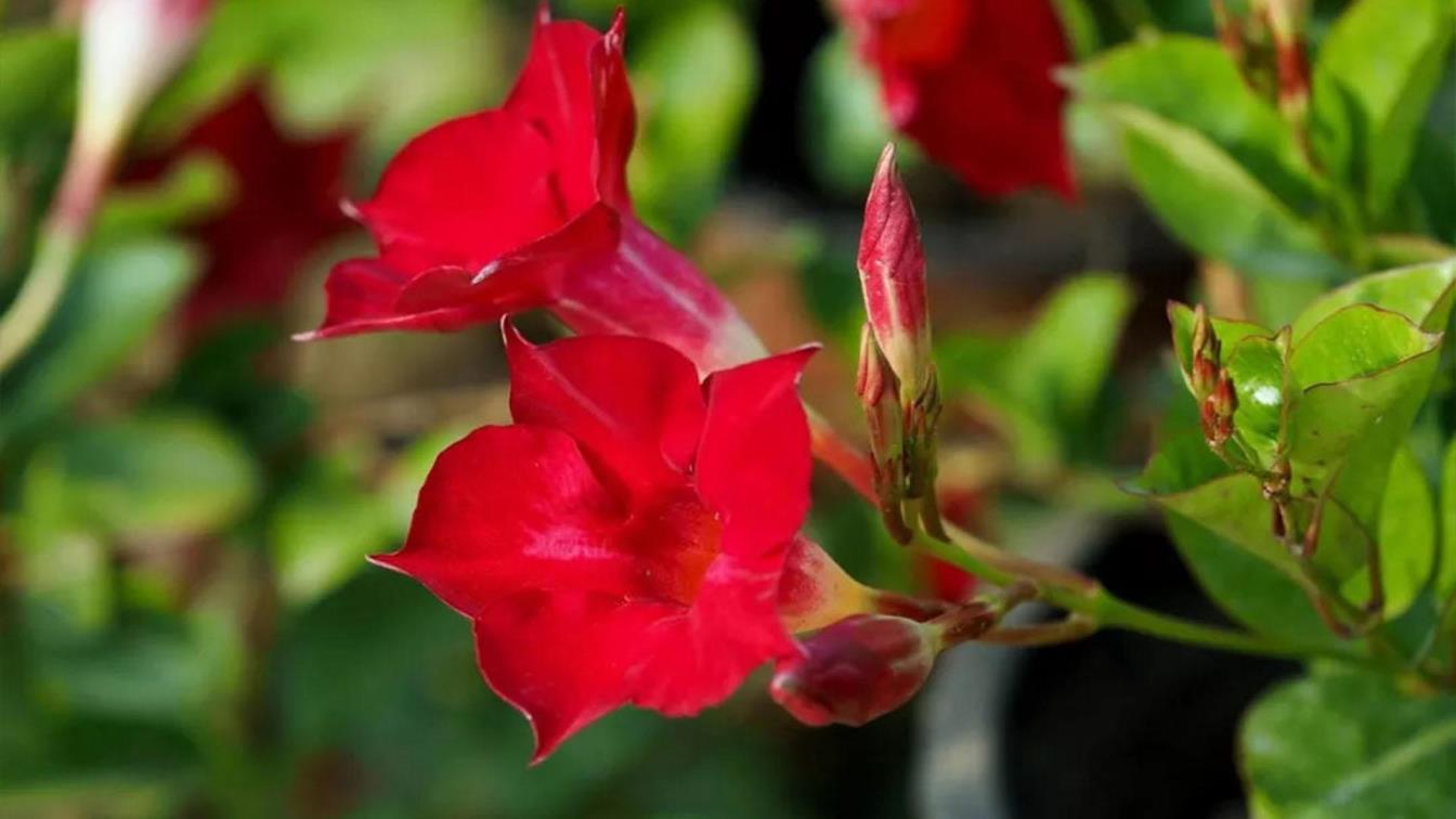 飘香藤什么时候开花，关于飘香藤花期养护