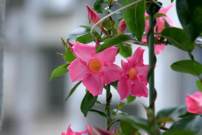 飘香藤什么时候开花，关于飘香藤花期养护