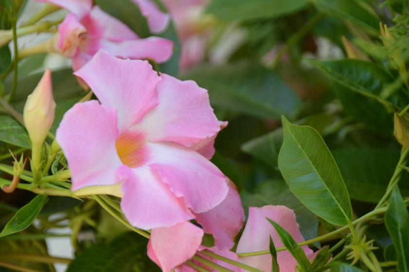 飘香藤什么时候开花，关于飘香藤花期养护