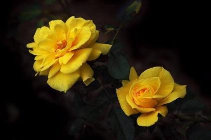 黄玫瑰和白玫瑰代表什么意思，关于玫瑰代表的含义