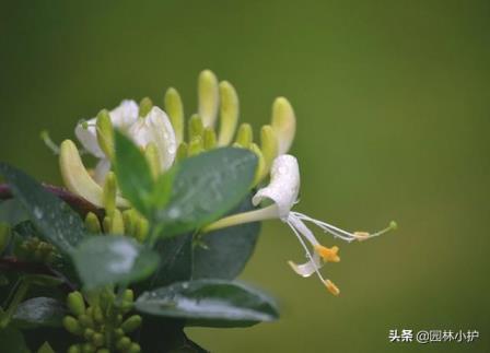 爬墙蔷薇花期多久，了解爬墙蔷薇的开花季节