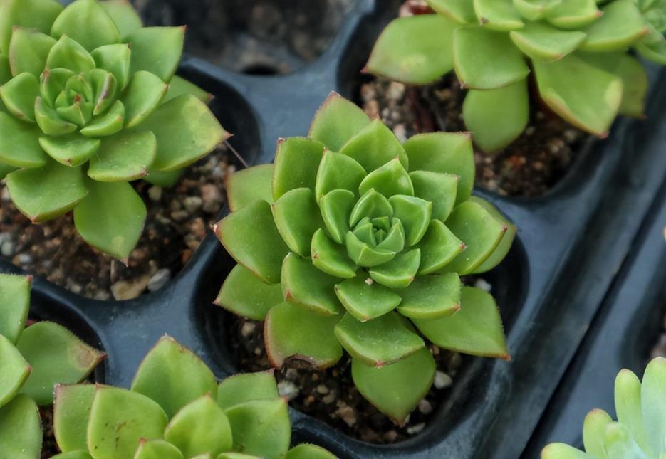 多肉植物多久浇一次水，多肉植物养护的正确方法