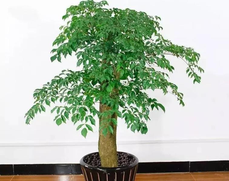 家养树类盆栽种类有哪些，适合室内的绿植大全