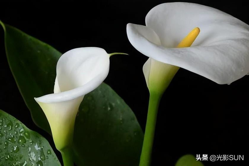 海芋花语象征与寓意，浅谈海芋花的花语和传说