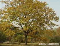 黄连木的栽培技术有哪些，了解黄连木的种植要点