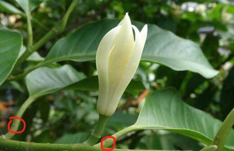 白兰花浇水过多的表现是什么，养护白兰花的技巧