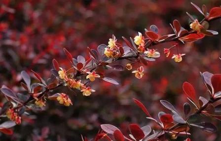 红叶灌木树种有哪些，常见红叶树品种排名