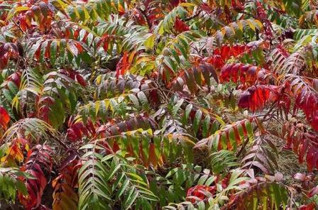 红叶灌木树种有哪些，常见红叶树品种排名