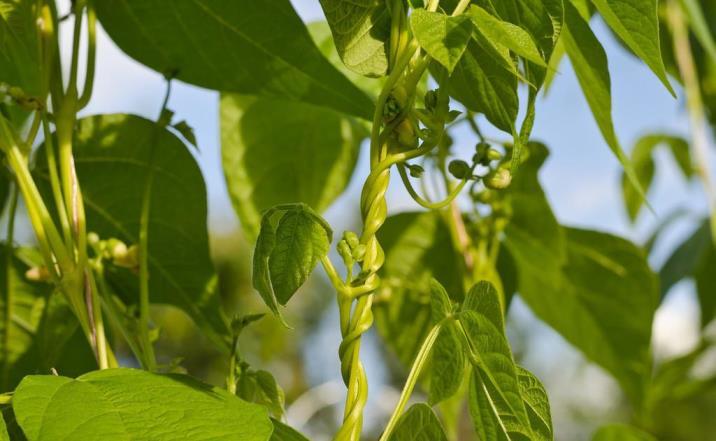 芸豆几月份播种最好，芸豆的种植时间和方法