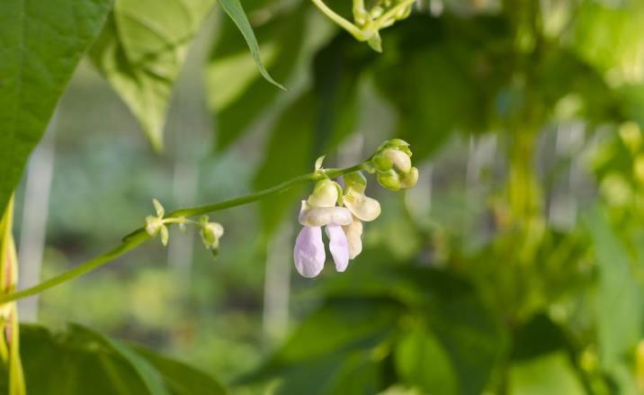 芸豆几月份播种最好，芸豆的种植时间和方法