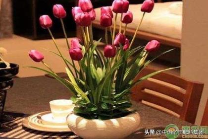 郁金香什么季节开，有关郁金香花期简介