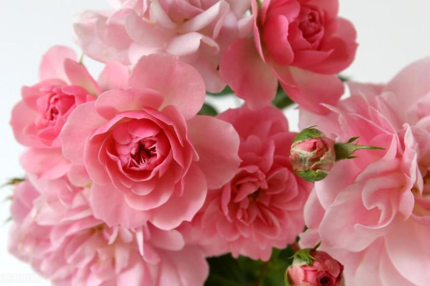 粉色玫瑰花代表什么，粉色玫瑰的寓意和象征