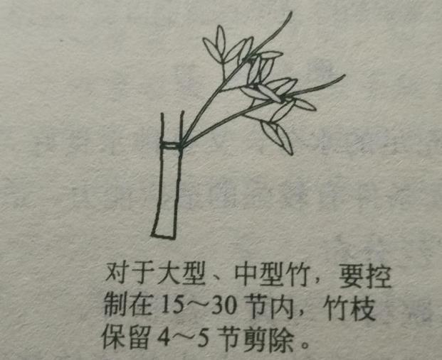 四季竹怎么修剪，竹子的修剪方法图解