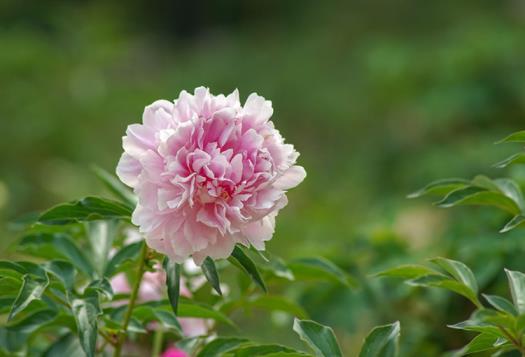 芍药花寓意是什么意思，芍药花的花语和象征