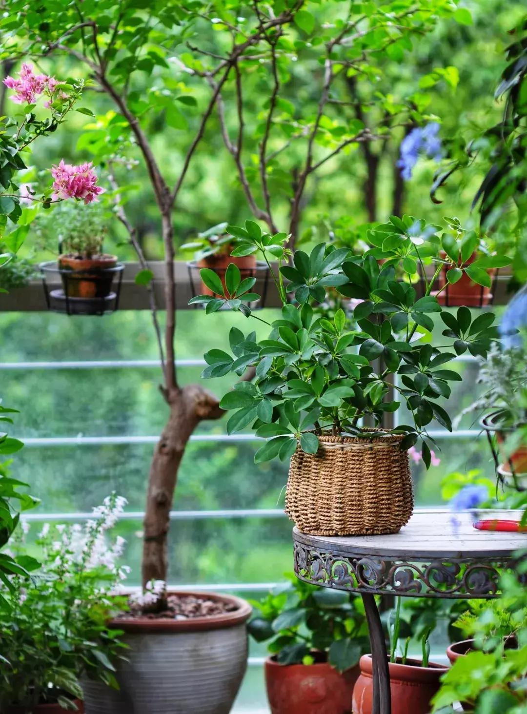 阳台放什么植物最旺财，盘点六种旺宅的植物