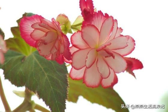 球根海棠花的寓意是什么，海棠花的花语和象征