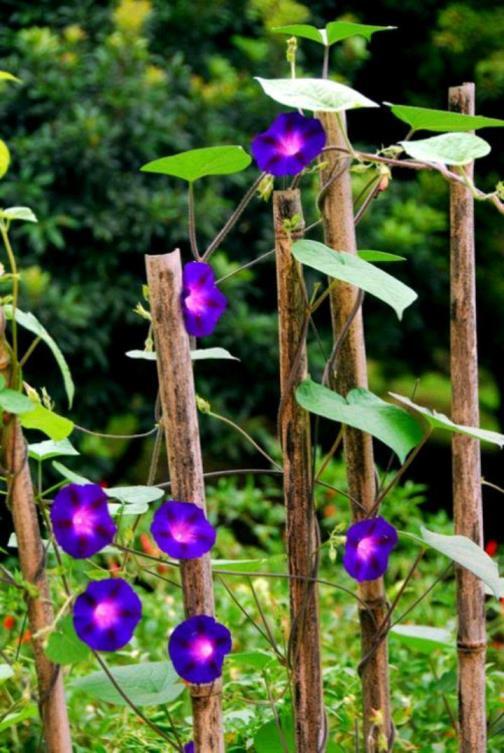 牵牛花百科知识大全，有关牵牛花资料简单介绍