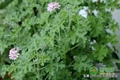 迷迭香花期在几月份，养护迷迭香的技巧