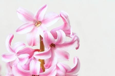 粉色风信子花的花语是什么，有关风信子的寓意