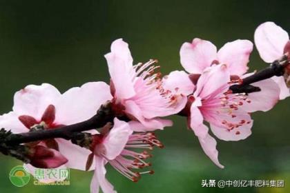 桃花几月开花最旺，有关桃花的花期时间