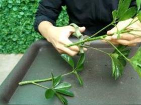 鸭掌木如何扦插繁殖，鸭掌木的扦插方法与最佳时间