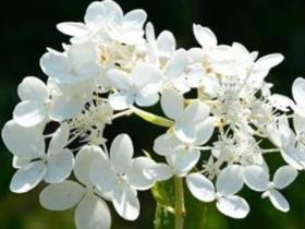 白色丁香花养殖方法是什么，有关丁香花的栽培步骤