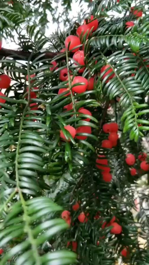 红豆杉盆景怎么种，红豆杉盆栽种植方法讲解