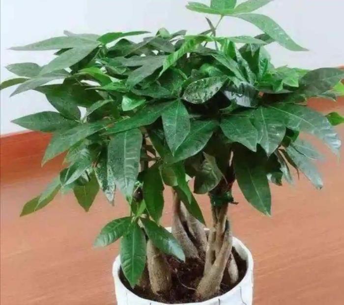 室内养什么植物最好，盘点六种适合室内养的花卉