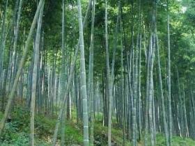 毛竹怎么养才能更旺盛，有关毛竹的栽培与管理