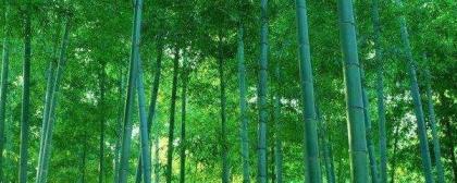毛竹怎么养才能更旺盛，有关毛竹的栽培与管理
