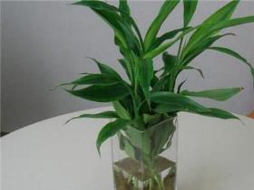 富贵竹的繁殖方法和养殖技巧，有关富贵竹的养护步骤