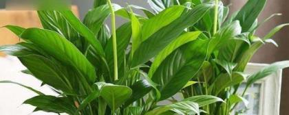 室内绿植养护技巧是什么，有关绿植养护知识和方法
