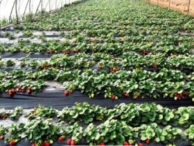 草莓种植时间几月份，露天草莓种植时间和方法