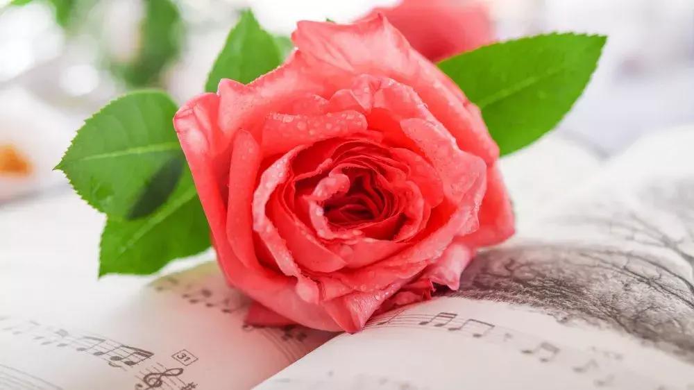粉红白玫瑰花语是什么，了解玫瑰代表的含义
